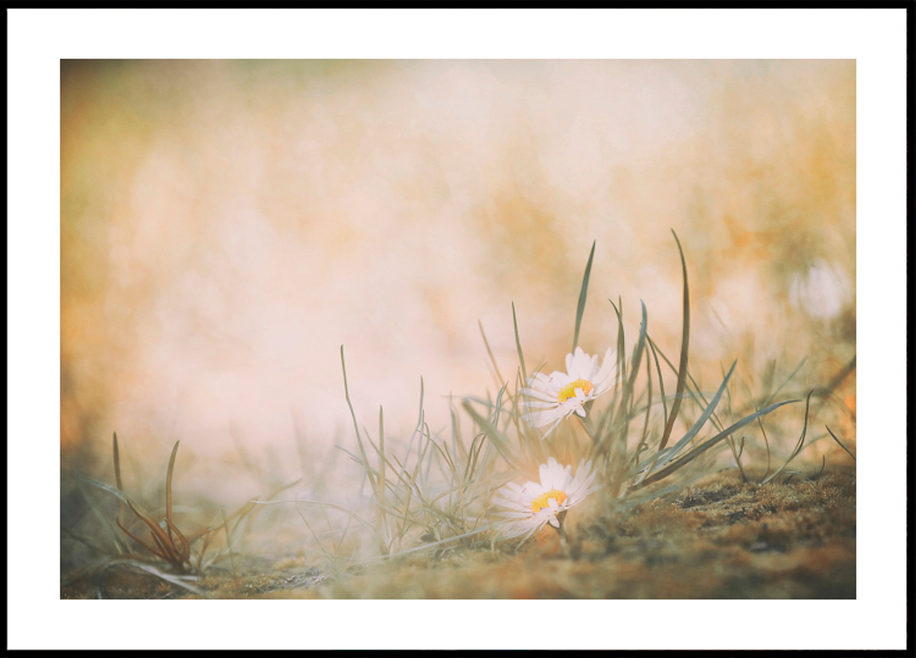 Rauhalliset Meadow Daisies