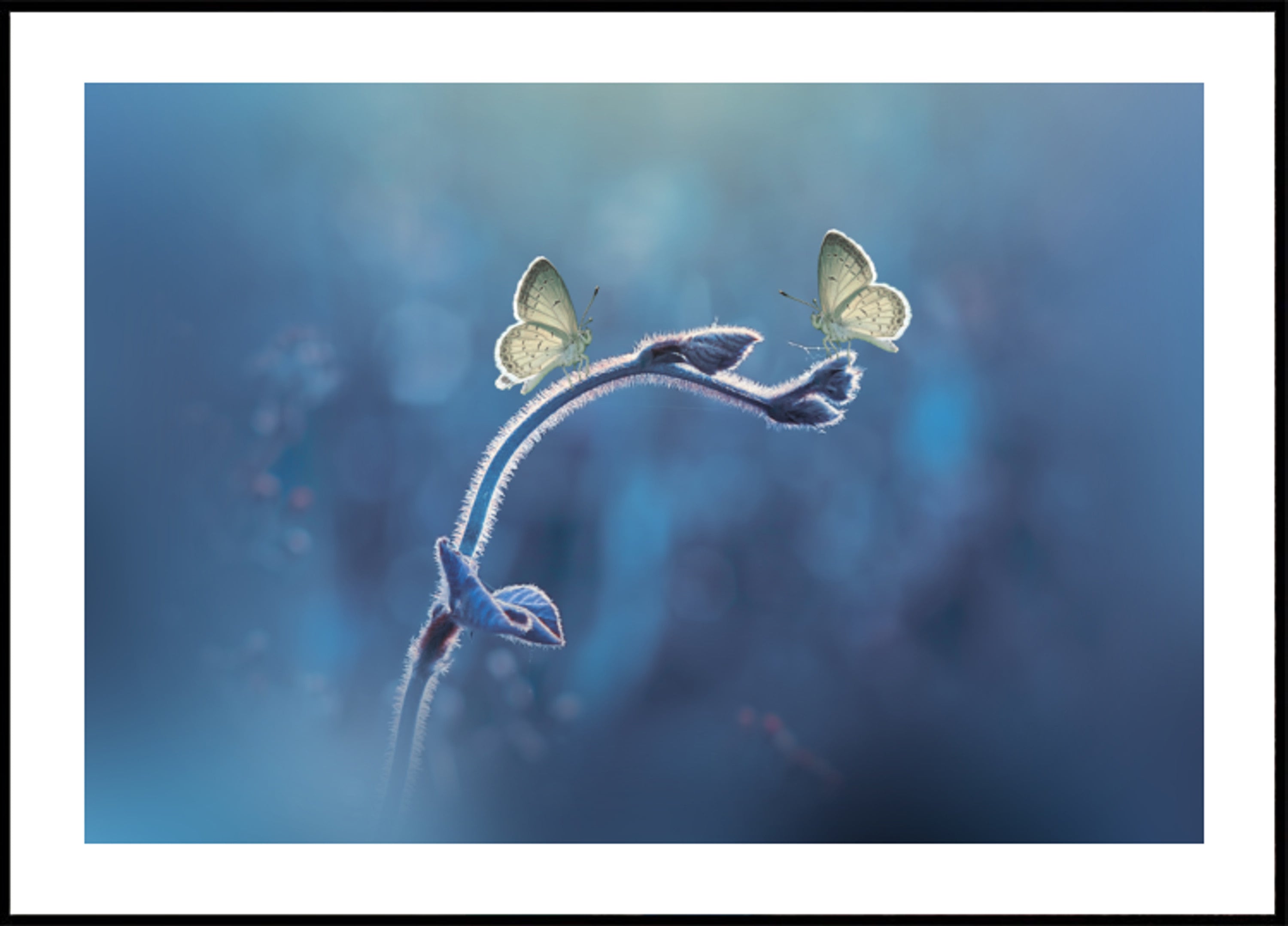 Herkkä Butterfly Duo