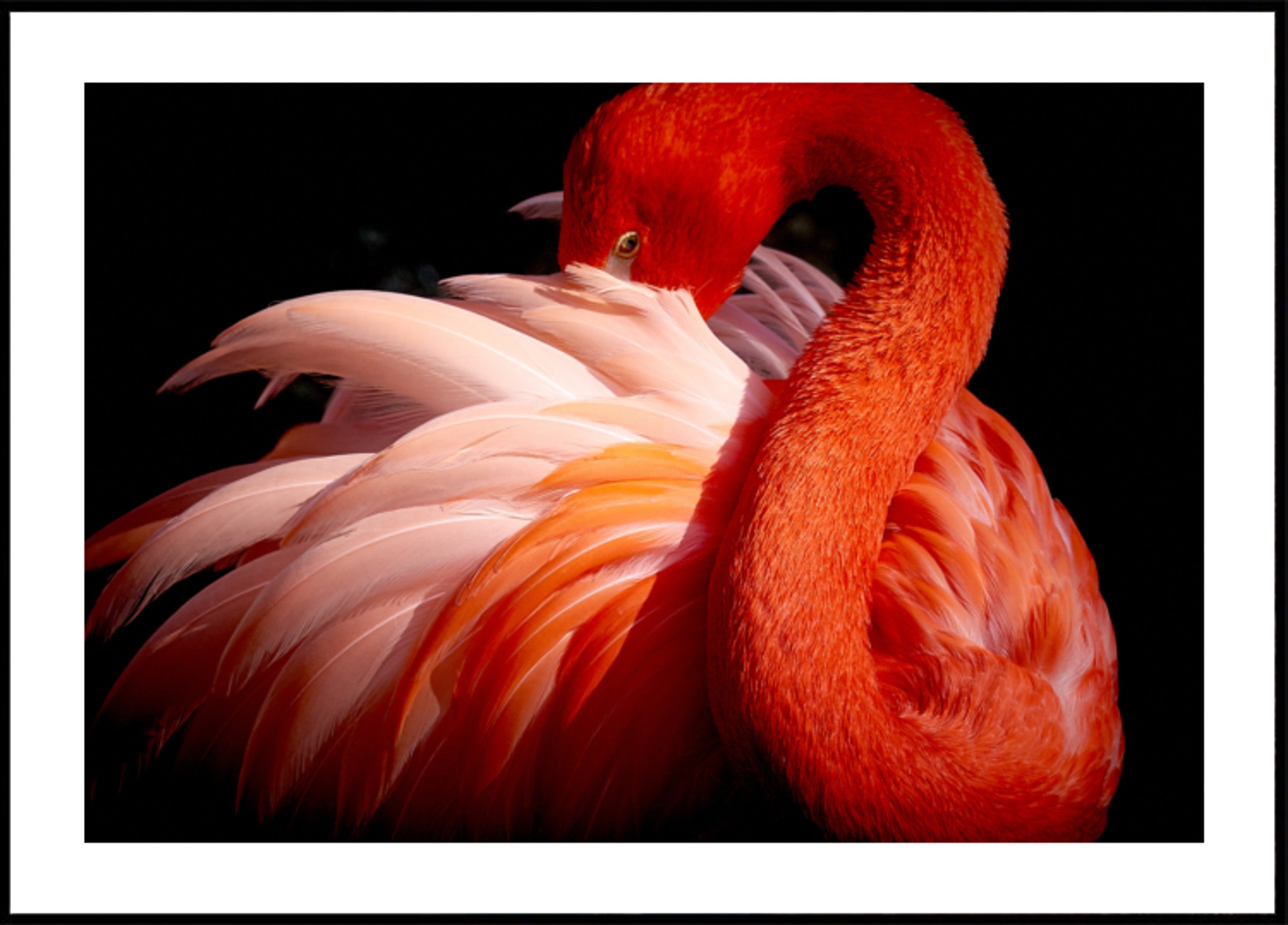 Tyylikäs vaaleanpunainen flamingo