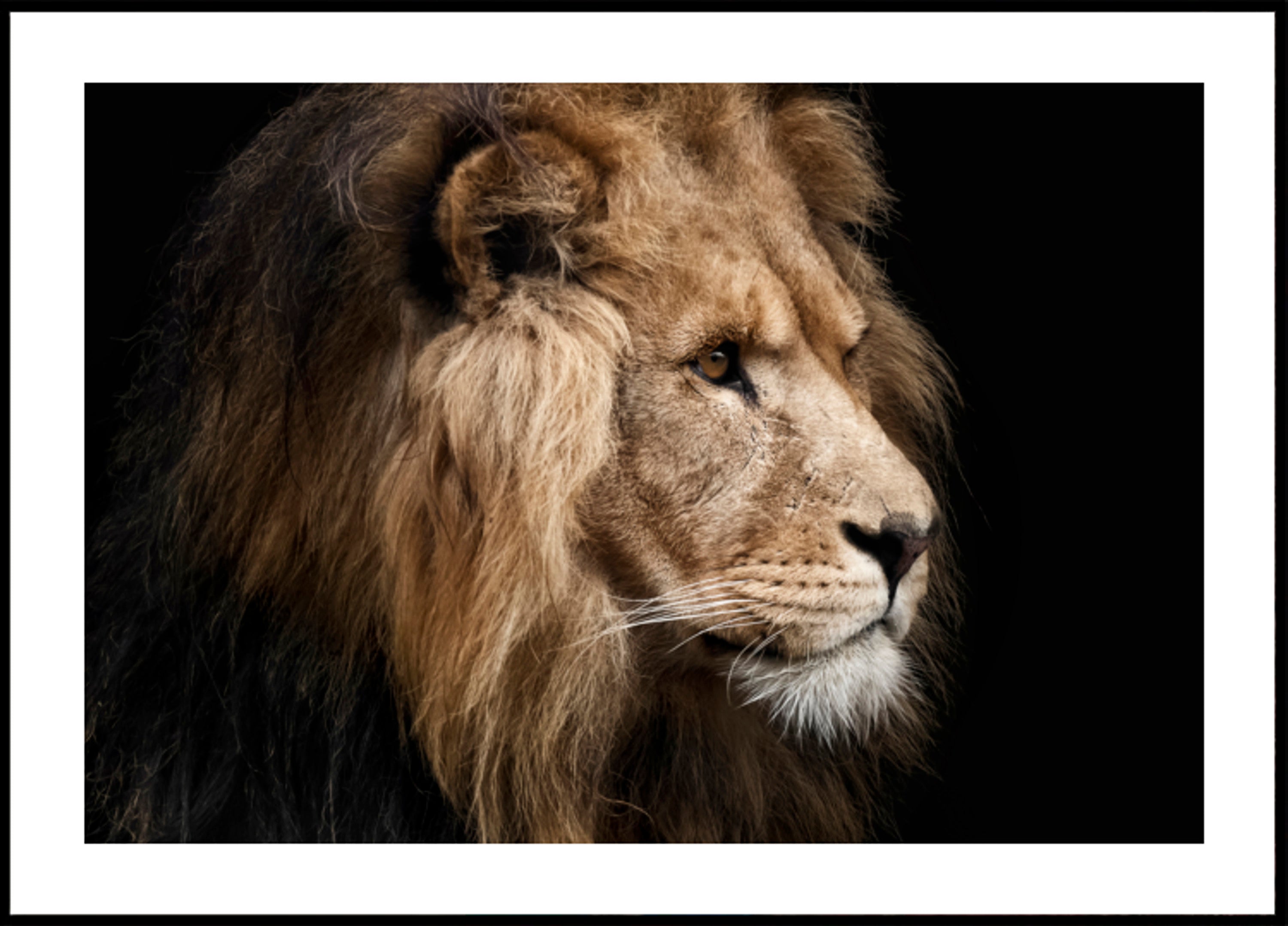 Majestic Lion -profiili