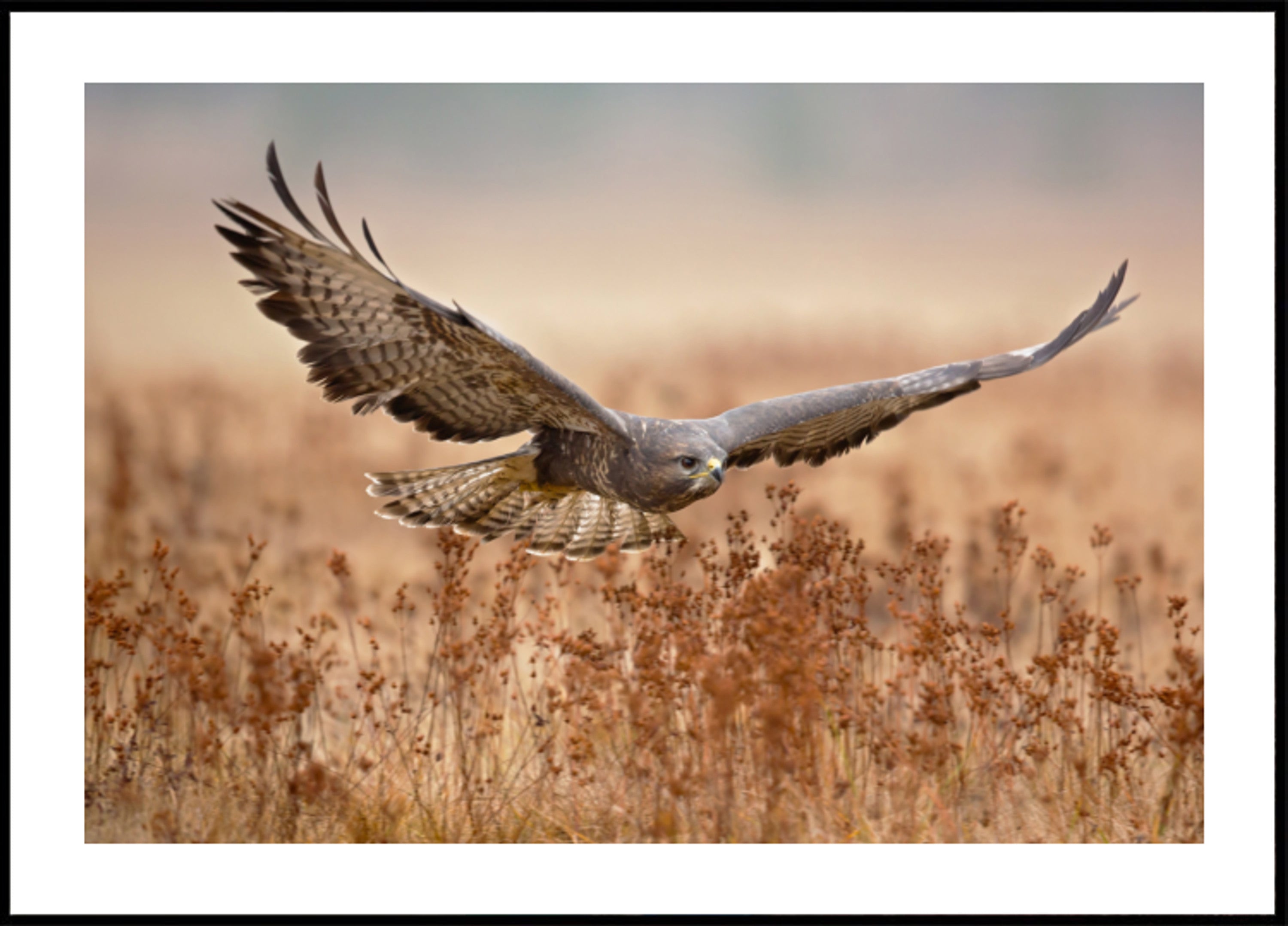 Majestic Hawk lennossa