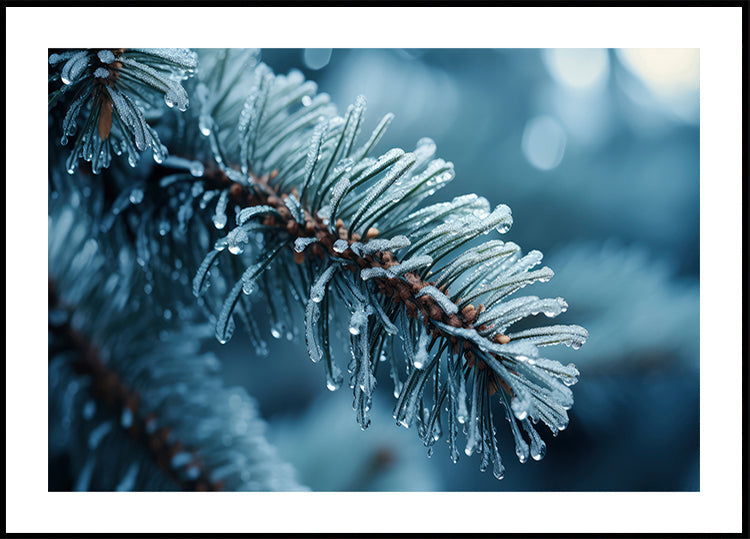 Frost-Kissed Pine Plakat - Posterbox